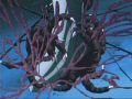 saint seiya-the hades chapter-inferno oav 08 [shinjitsu]-avi078.jpg